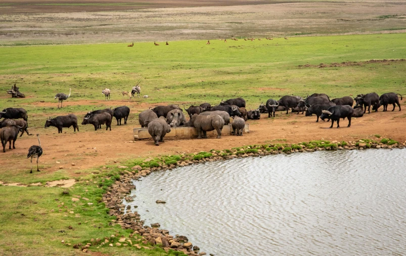 a herd of elephants walking across a lush green field, by Jan Tengnagel, pexels contest winner, deers drinking water in the lake, arid ecosystem, hunting buffalo, hollister ranch