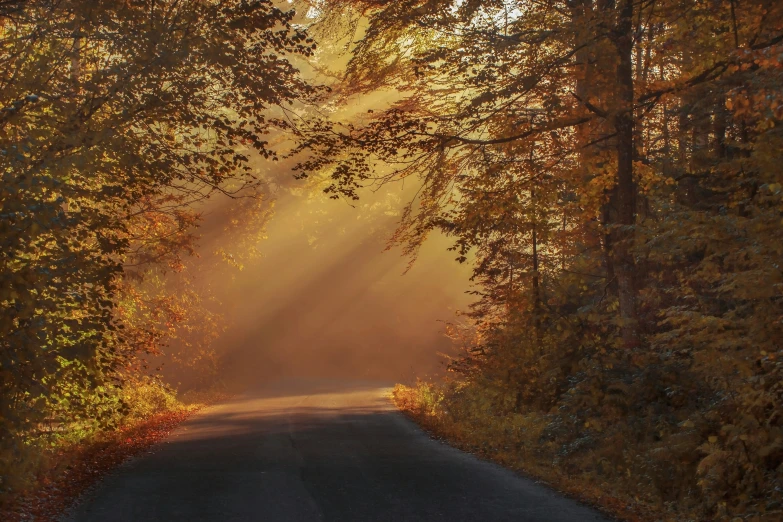 the sun shines through the trees on a road, by Eglon van der Neer, pexels contest winner, autumn light, paul barson, rays of god, cottagecore