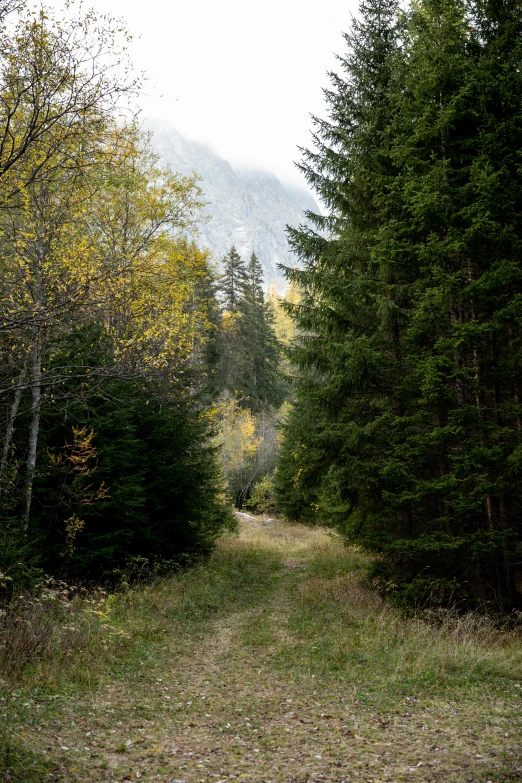 a dirt road in the middle of a forest, mountainous setting, hunting, fir trees, during autumn