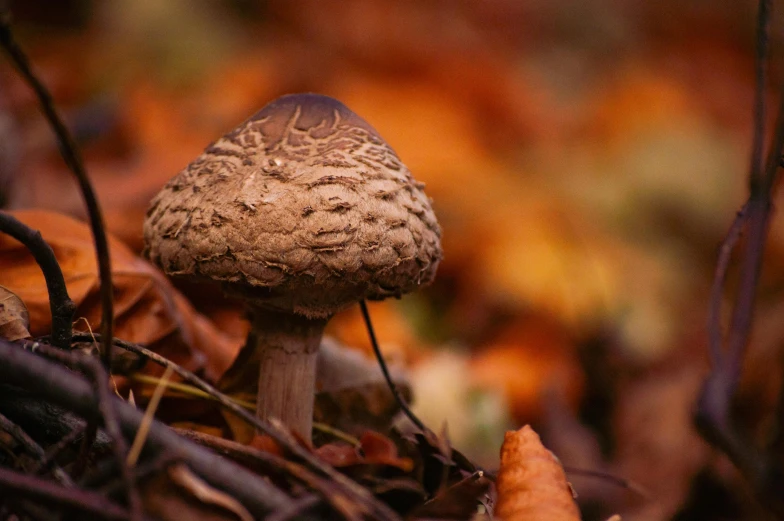 a mushroom sitting on top of a pile of leaves, a macro photograph, by Jesper Knudsen, unsplash, fan favorite, brown, concert, in fall