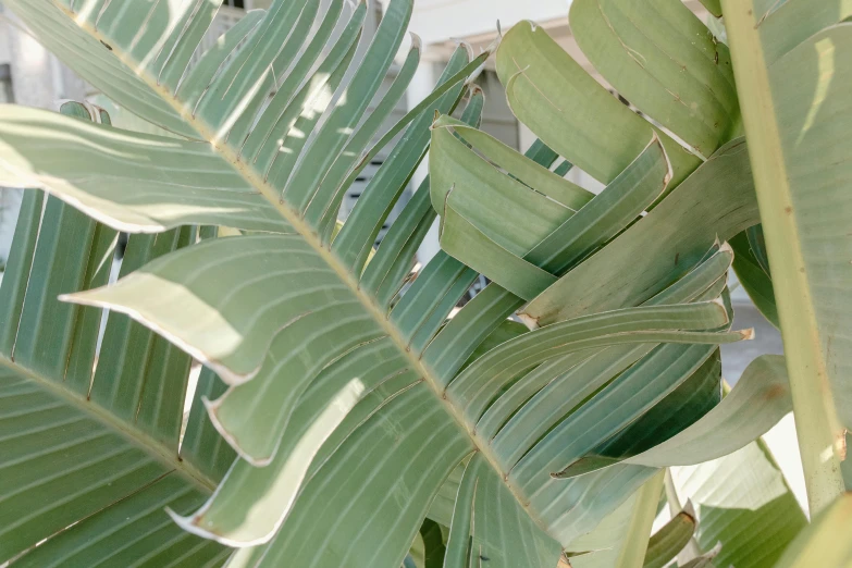 a close up of a leafy plant with a building in the background, trending on pexels, visual art, seafoam green, chest covered with palm leaves, background image, big leaf bra