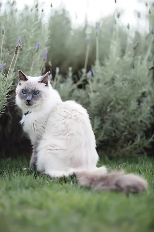 a white cat with blue eyes sitting in the grass, unsplash, renaissance, smokey, doing an elegant pose, salvia, standing