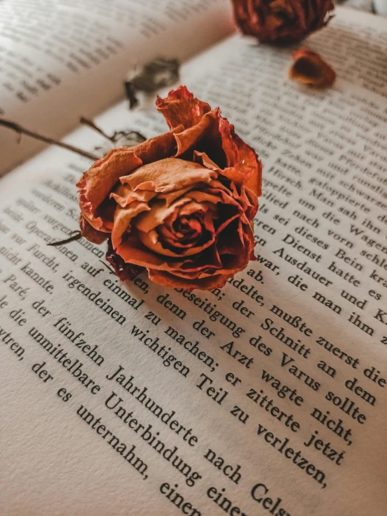 a rose sitting on top of an open book, an album cover, pexels contest winner, romanticism, dried flower, red and orange colored, profile picture, swashbuckling and romantic