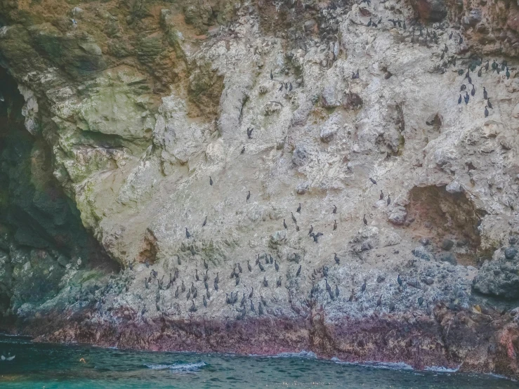 a cave filled with lots of birds next to a body of water, pexels contest winner, figuration libre, over the head of a sea wolf, kahikatea, 4k detail post processing, chalk cliffs above