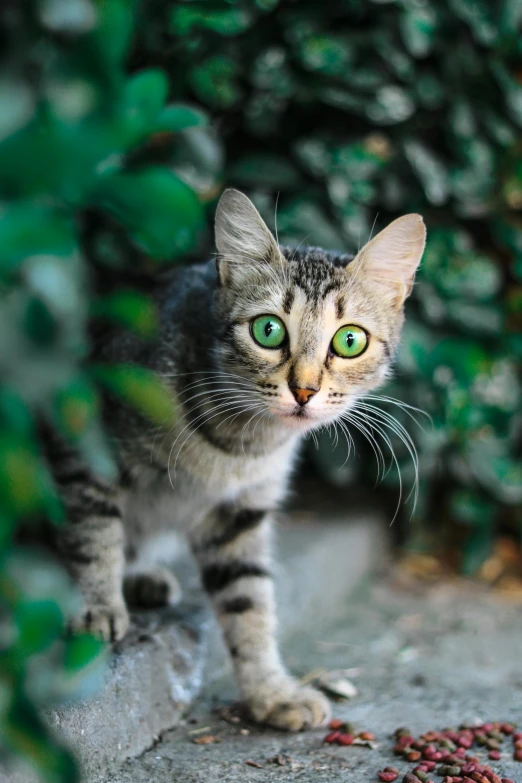 a cat standing next to a pile of food, emerald green eyes, walking towards camera, portrait of a sharp eyed, multicoloured