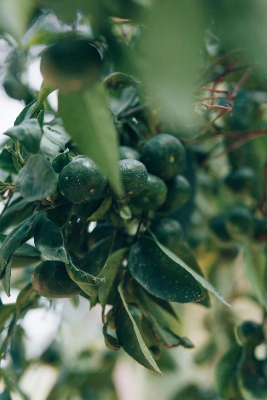 a bunch of green olives hanging from a tree, by Frederik Vermehren, trending on unsplash, 2 5 6 x 2 5 6 pixels, passion fruits, pyramid surrounded with greenery, wet climate