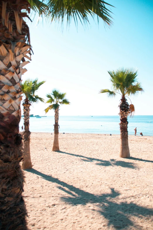 a group of palm trees sitting on top of a sandy beach, by Lucebert, happening, barcelona, cannes, clear and sunny, multiple stories