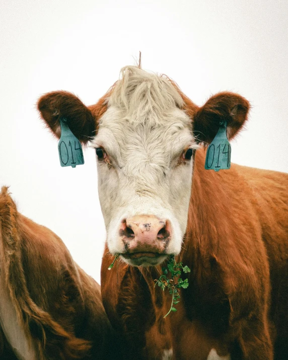 a couple of cows standing next to each other, trending on unsplash, giant earrings, closeup at the food, high resolution photo, multiple stories