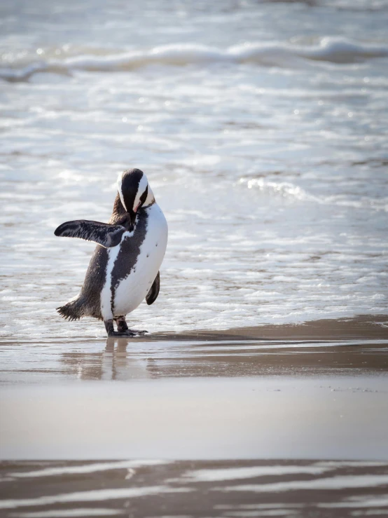 a penguin standing on top of a beach next to the ocean, in the ocean