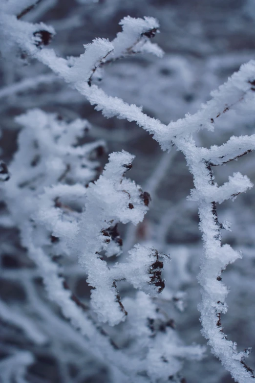 a close up of a plant covered in snow, intricate branches, arctic, intricate environment - n 9, up-close