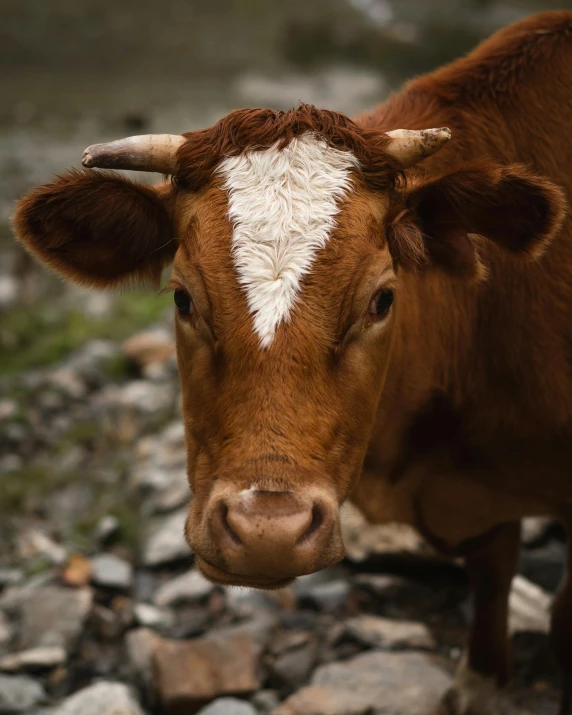 a brown and white cow standing on top of a rocky field, pexels contest winner, renaissance, close - up of face, gif, multiple stories, red cheeks