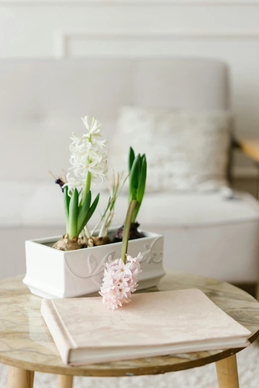 a table with a potted plant on top of it, hyacinth, light greens and whites, soft skin, relaxing