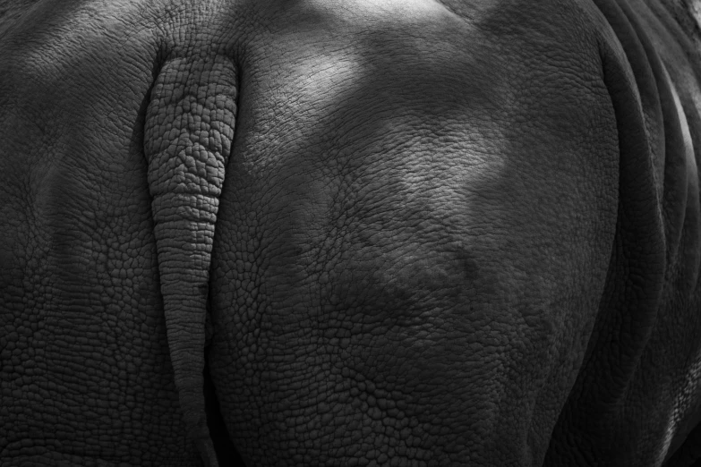 a black and white photo of a rhino, by Jan Rustem, hyperrealism, stomach skin, high detail photograph, elephant, morning detail