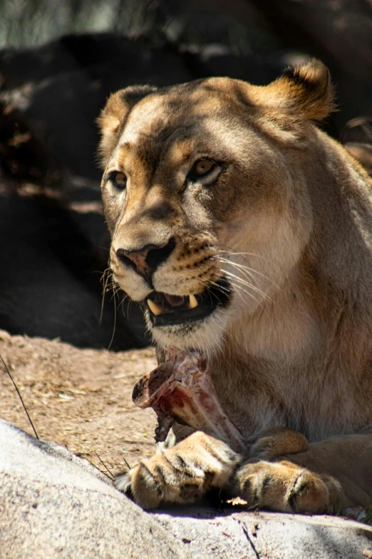 a close up of a lion laying on a rock, eating meat, sara ali, a high angle shot, taken in 2 0 2 0