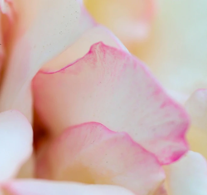 a close up of the petals of a pink rose, by Carey Morris, pexels contest winner, light cream and white colors, multicoloured, today's featured photograph 4k, detail shot