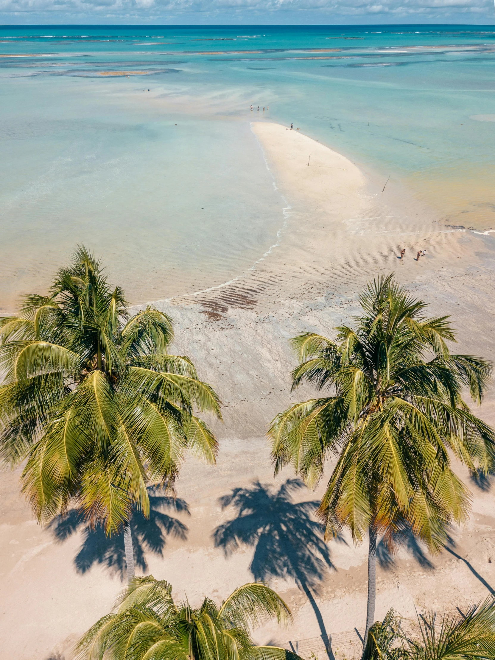 a group of palm trees sitting on top of a sandy beach, flatlay, shallow waters, drone photograpghy, slide show