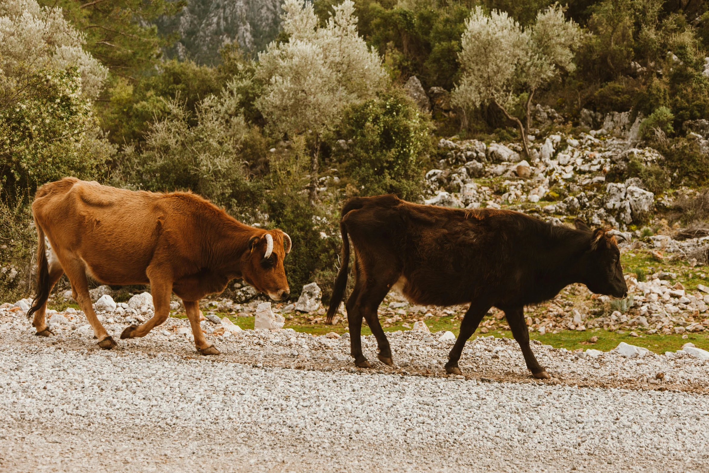 a couple of cows walking across a gravel road, pexels contest winner, renaissance, turkey, 👰 🏇 ❌ 🍃