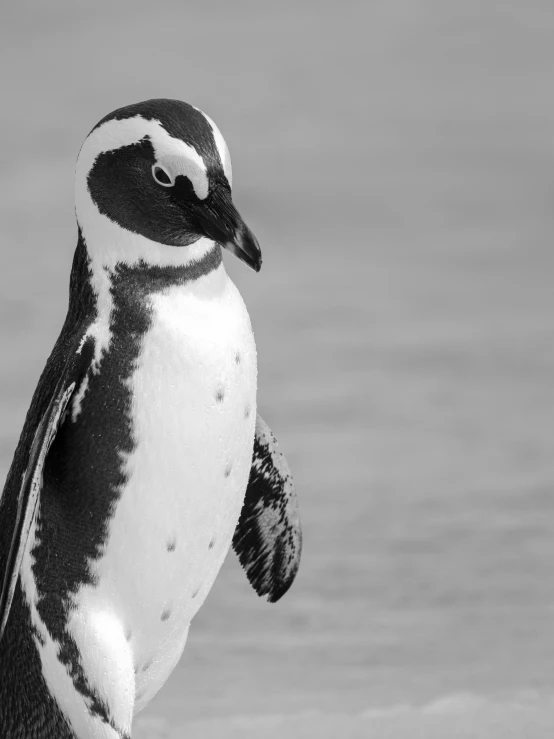 a penguin standing on its hind legs in the water, a black and white photo, by Lorraine Fox, fine art, brazilian, closeup 4k, esteban maroto, looking at camera!!!