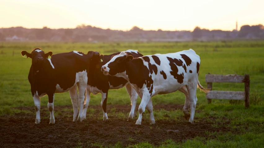 three cows standing next to each other in a field, by Jan Tengnagel, unsplash, renaissance, early evening, australian, profile image