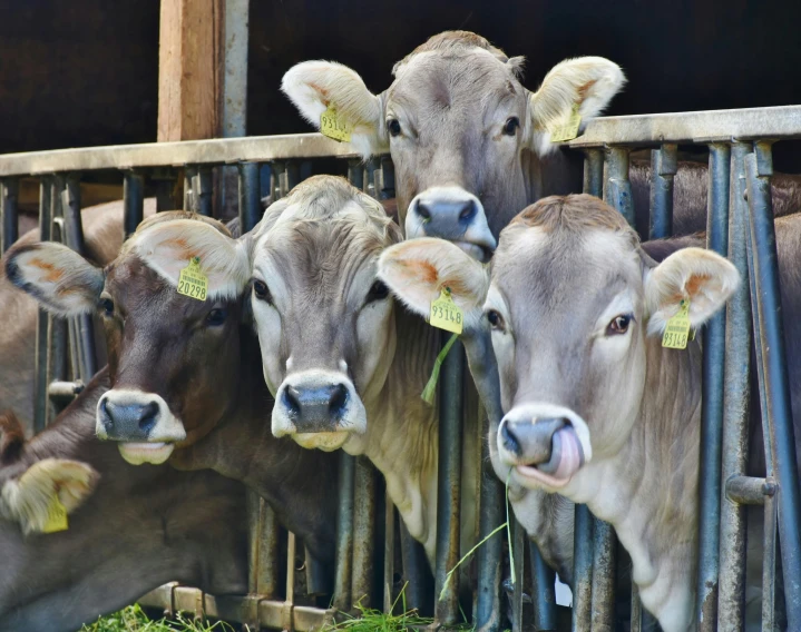 a group of cows standing next to each other, pexels contest winner, renaissance, large ears, full of greenish liquid, a wooden, grey