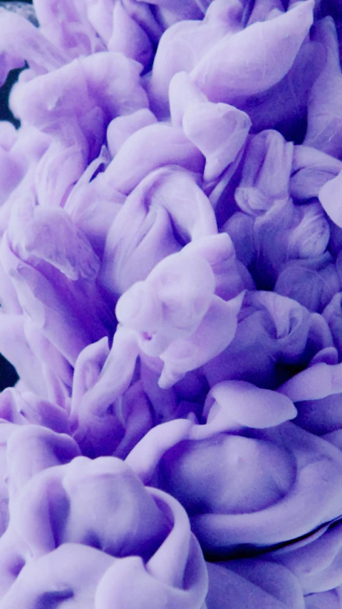 a close up of a bunch of purple flowers, an album cover, inspired by Lynda Benglis, pexels, abstract expressionism, made of cotton candy, fungus, 3 d 8 k octane rendered, chiffon