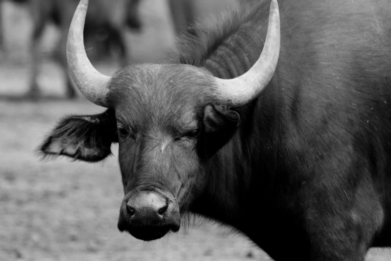 a black and white photo of a bull with horns, by Jan Tengnagel, the smooth black lioness, half man half asian black bull, two little horn on the head, buffalo