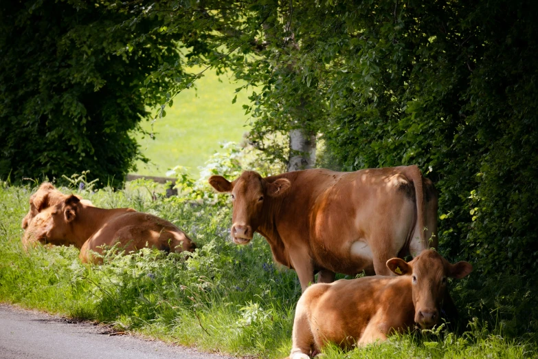 a couple of cows that are laying down in the grass, unsplash, country road, 🦩🪐🐞👩🏻🦳, normandy, villagers busy farming