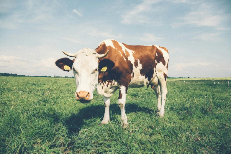 a brown and white cow standing on top of a lush green field, unsplash, renaissance, vintage photo, chemistry, medium format, instagram post