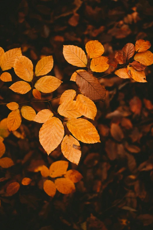 a group of leaves sitting on top of a forest floor, an album cover, inspired by Elsa Bleda, trending on pexels, color palette is dark orange, elegantly, golden colors, pictured from the shoulders up