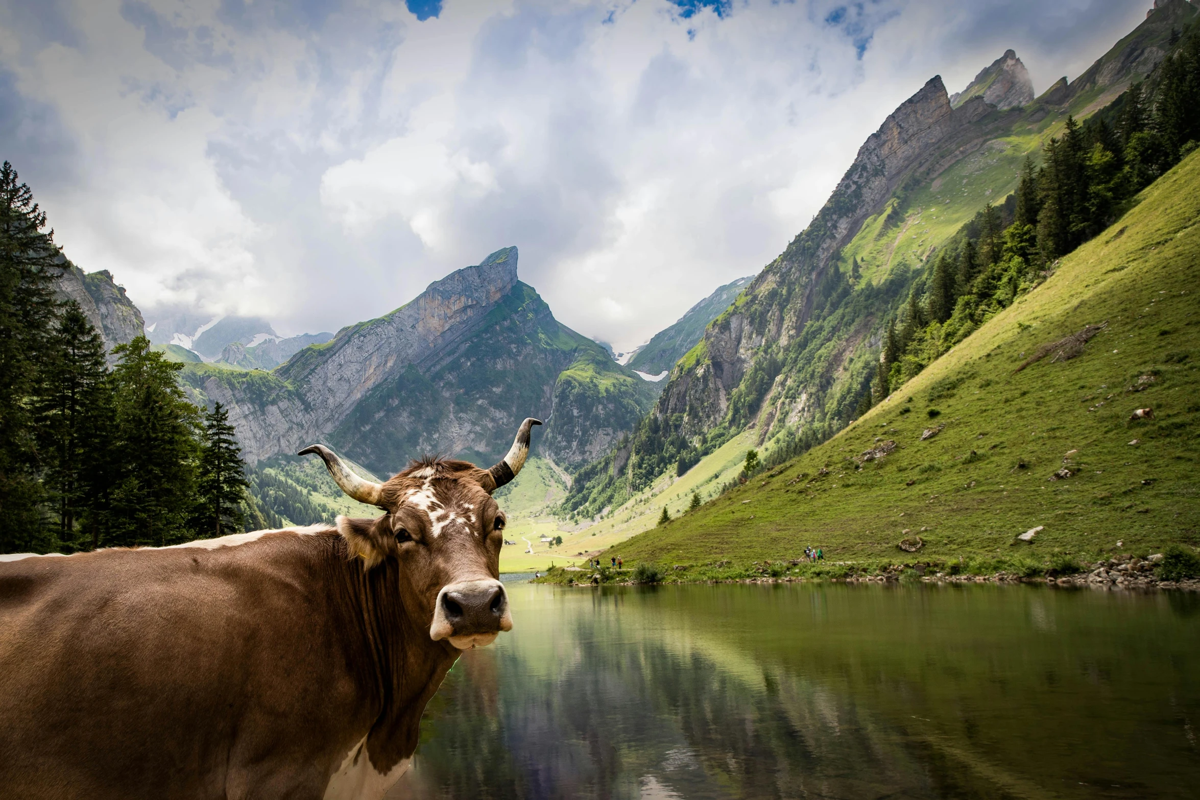 a brown cow standing next to a body of water, by Daniel Seghers, pexels contest winner, renaissance, epic mountains, lush valley, aaaaaaaaaaaaaaaaaaaaaa, festivals