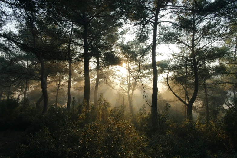 the sun is shining through the trees in the woods, by Jan Tengnagel, unsplash contest winner, maritime pine, hazy, ((forest))