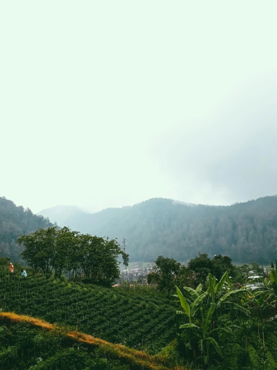 a group of people standing on top of a lush green hillside, pexels contest winner, sumatraism, small town surrounding, tea, background image, overcast!!! cinematic focus