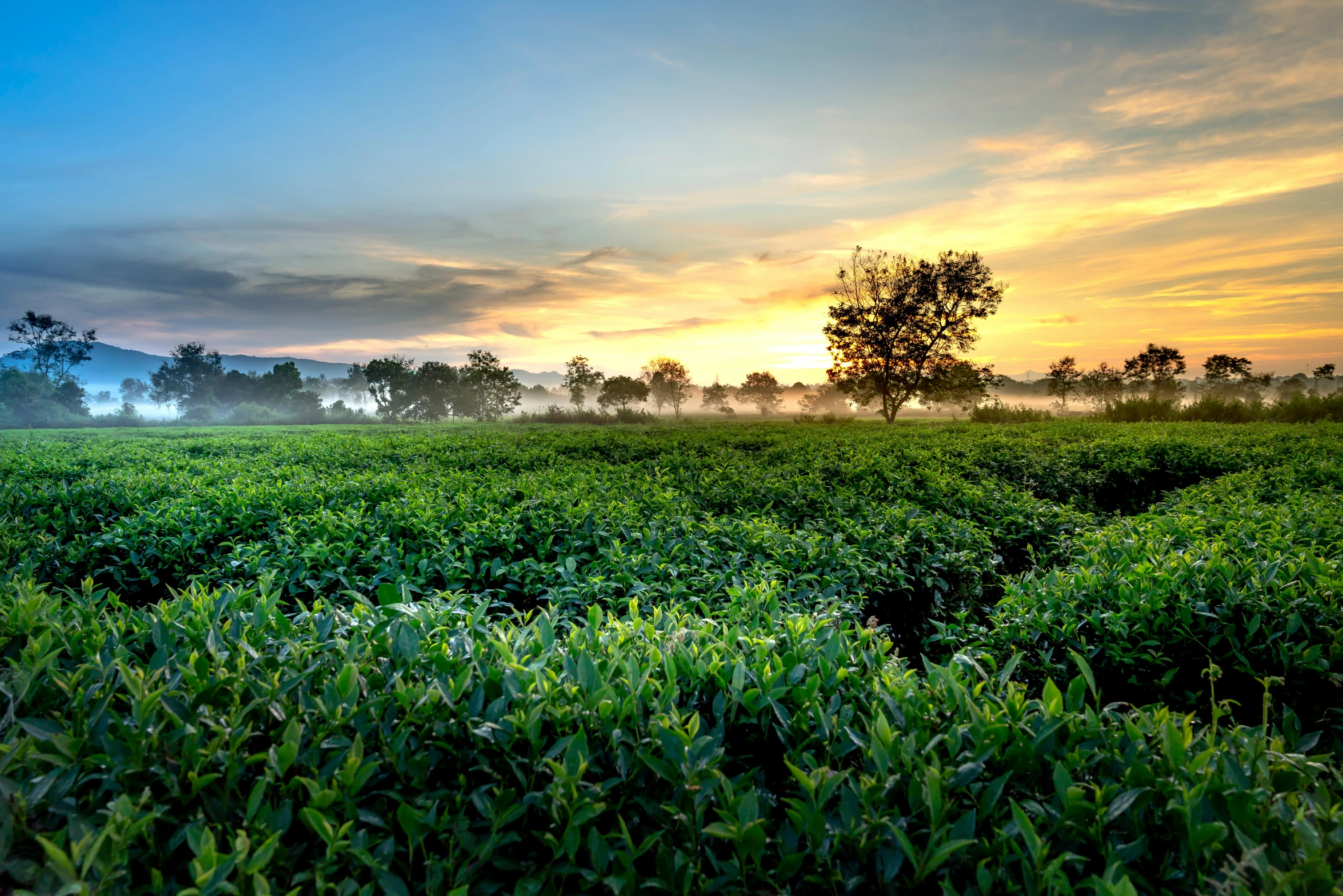 a field full of green plants with a sunset in the background, by Julian Hatton, shutterstock, sumatraism, background: assam tea garden, avatar image, hedges, unmistakably kenyan