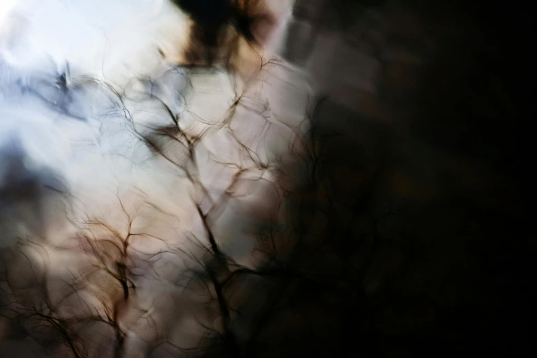 a blurry image of a tree with no leaves, inspired by Anna Füssli, pexels contest winner, lyrical abstraction, abstract portrait, liquid light, ignant, late afternoon
