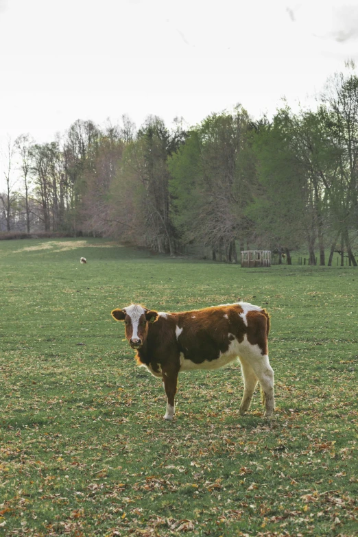 a brown and white cow standing in a field, woodstock, college, farmville, spring evening