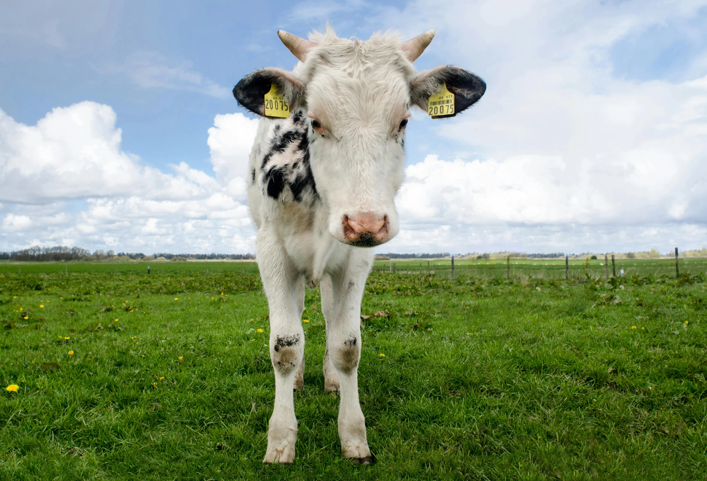 a cow standing on top of a lush green field, posing for a picture