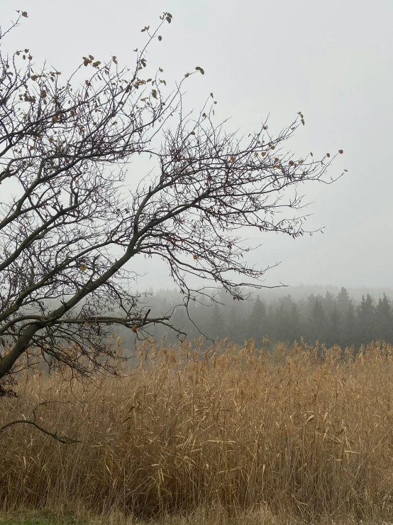 a red fire hydrant sitting in the middle of a field, by Jaakko Mattila, pexels contest winner, land art, gray fog, overhanging branches, viewed from a distance, hues of subtle grey