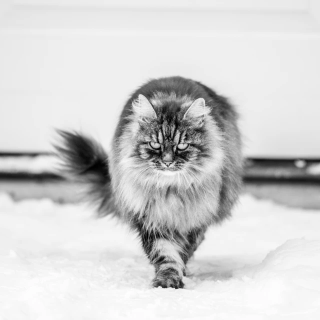 a black and white photo of a cat walking in the snow, persian cat, white floor, grumpy cat, mixed animal