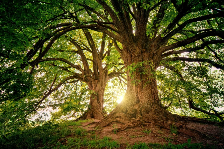 a large tree with the sun shining through it, shutterstock, arts and crafts movement, ((trees))