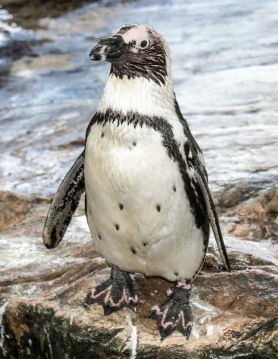 a penguin is standing on a rock by the water, by Jan Tengnagel, covered in water drops, cocky smirk, museum quality photo, trending photo