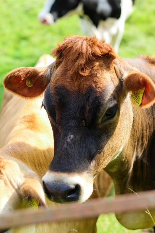 a couple of cows standing on top of a lush green field, up-close, neck zoomed in, photograph, close-up photograph