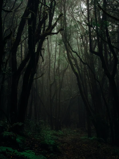 a dark forest filled with lots of trees, inspired by Elsa Bleda, unsplash contest winner, ( ( ( ( kauai ) ) ) ), but eerie, twisted trees, moody hazy lighting