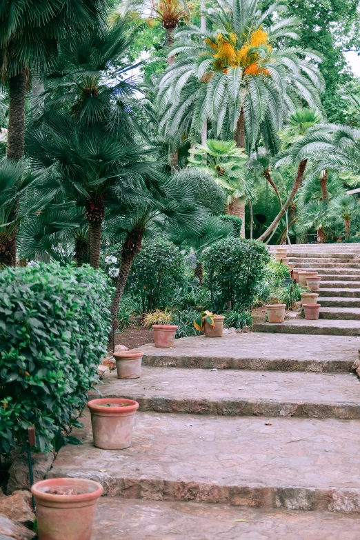 a stone path surrounded by palm trees and potted plants, renaissance, steps leading down, on location, parce sepulto, greenery