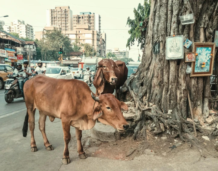 a couple of cows standing next to a tree, pexels contest winner, streets of mumbai, brown, cruelty, vintage color