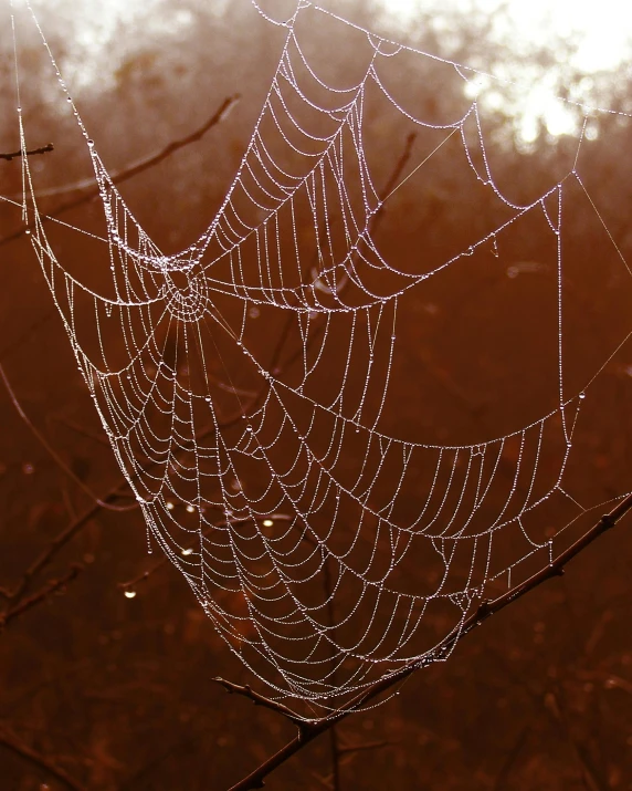 a spider web sitting on top of a tree branch, inspired by Elsa Bleda, unsplash, paul barson, ilustration, misty and wet, 2 0 1 0 s