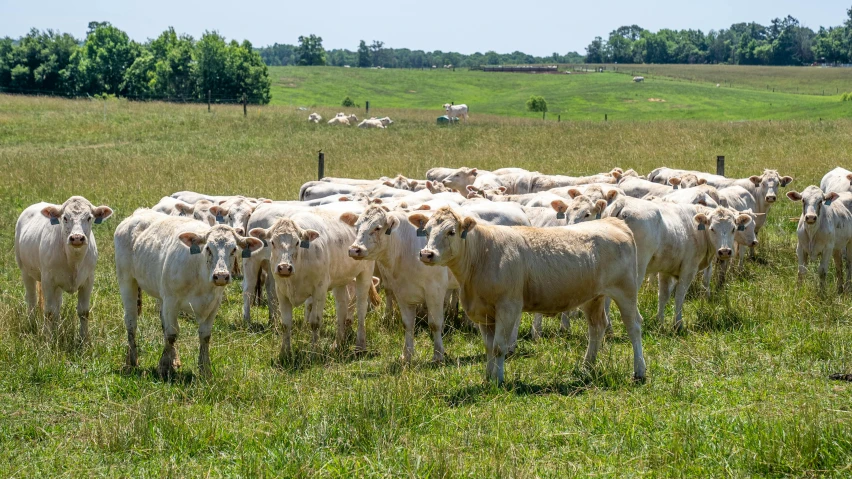 a herd of cattle standing on top of a lush green field, by Pamela Drew, unsplash, fan favorite, alabama, intense albino, panorama