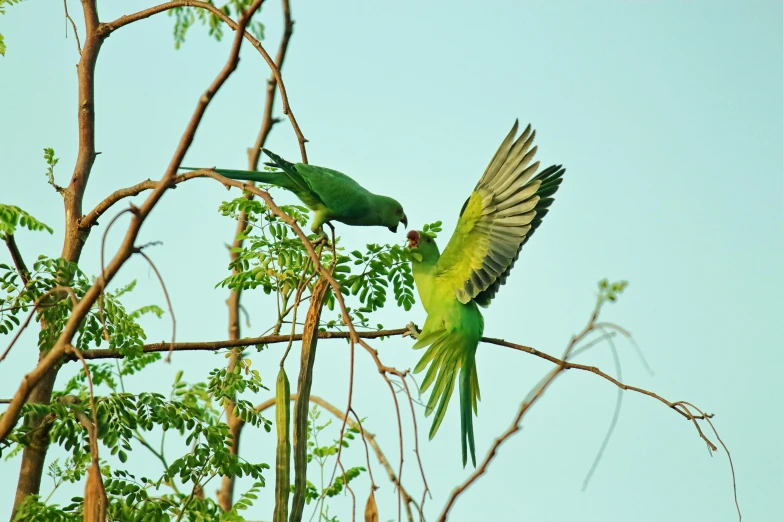 a couple of green birds sitting on top of a tree, pexels contest winner, hurufiyya, wings spreading, indore, parrot, dinner is served