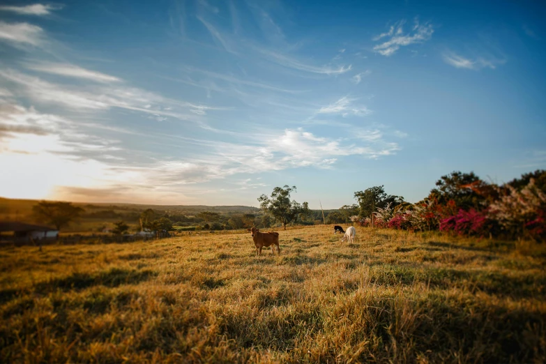 a couple of cows standing on top of a grass covered field, lachlan bailey, golden hour photograph, uncropped, liam brazier