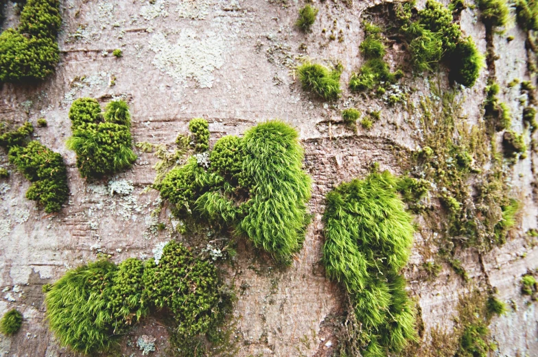 moss growing on the bark of a tree, by Jan Rustem, pexels, vintage look, instagram post, a cozy, grain”