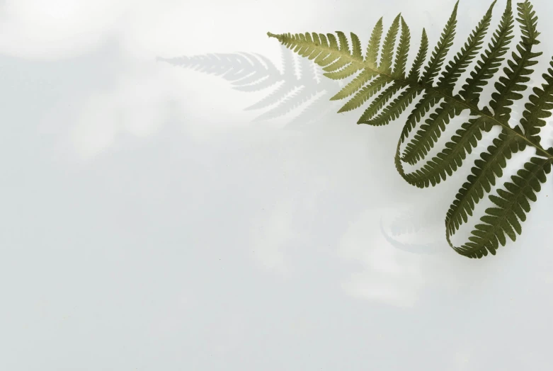 a close up of a fern leaf on a white surface, trending on pexels, floating in mist, background image, profile image, light grey backdrop